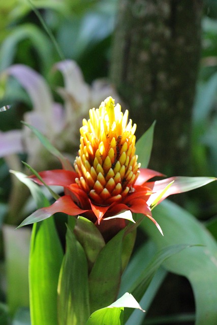 Free Plant Flora photo and picture
