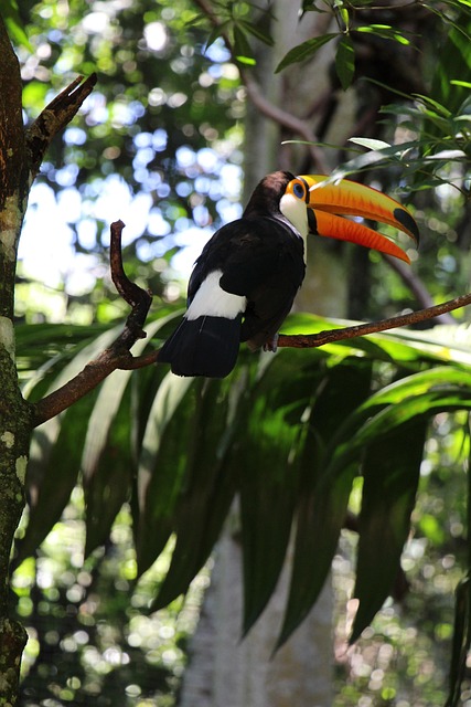 Free Toucan Nature photo and picture