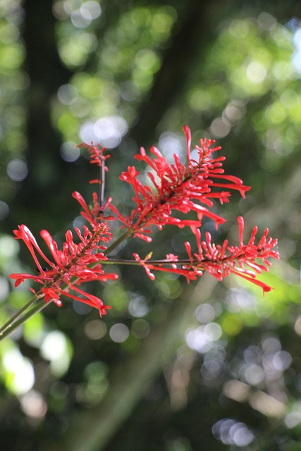 Free Plant Red photo and picture