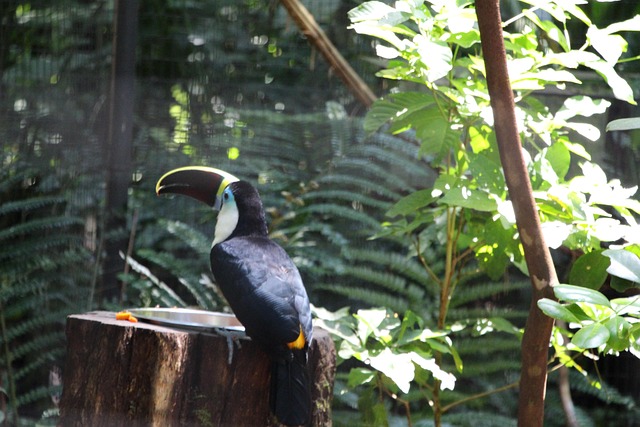 Free Toucan Nature photo and picture