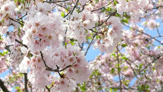 cherry blossom, nature, tree, blossom, washington, spring, dc