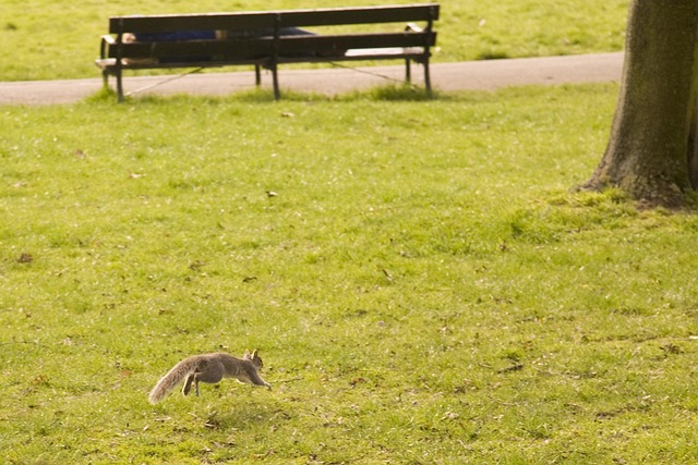 Free Squirrel Park photo and picture