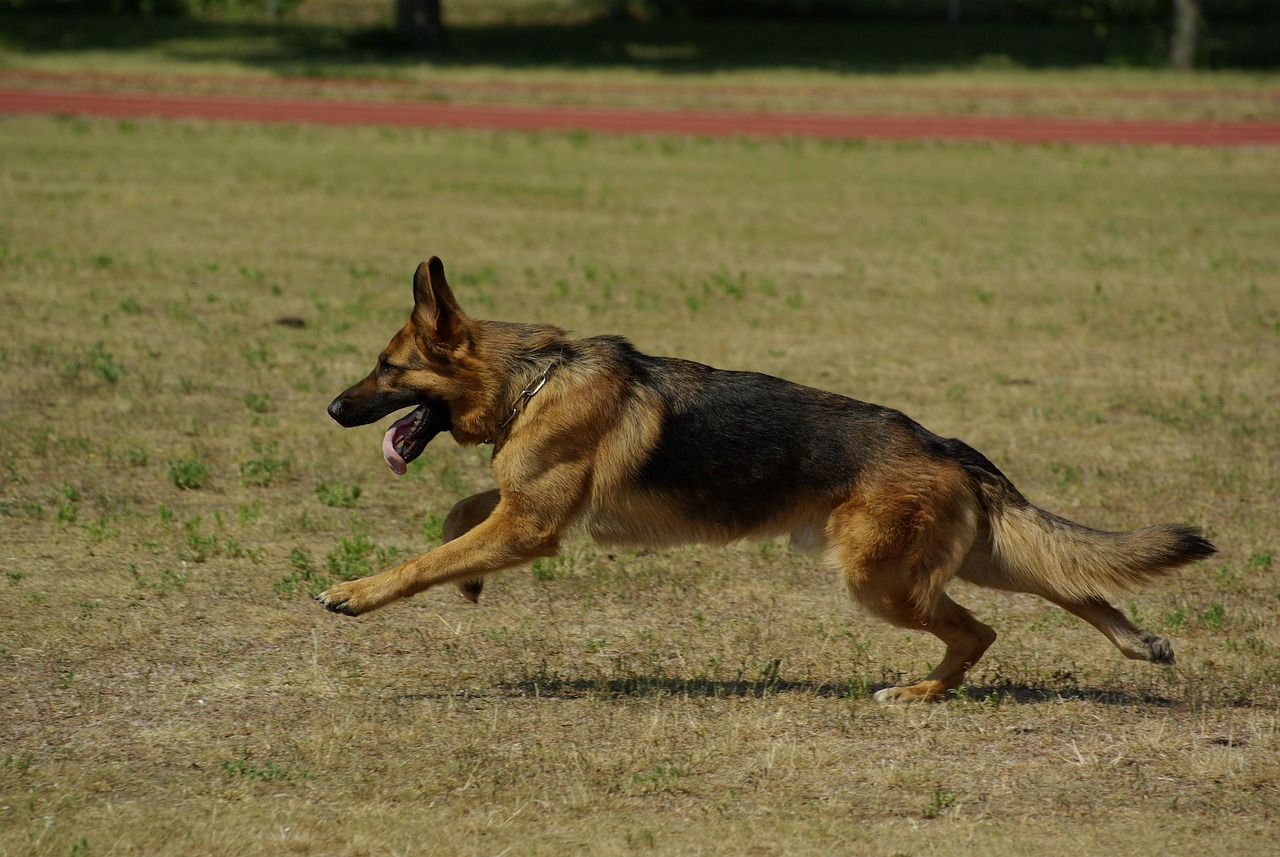 German Shepherd Dog Running Free photo on Pixabay Pixabay