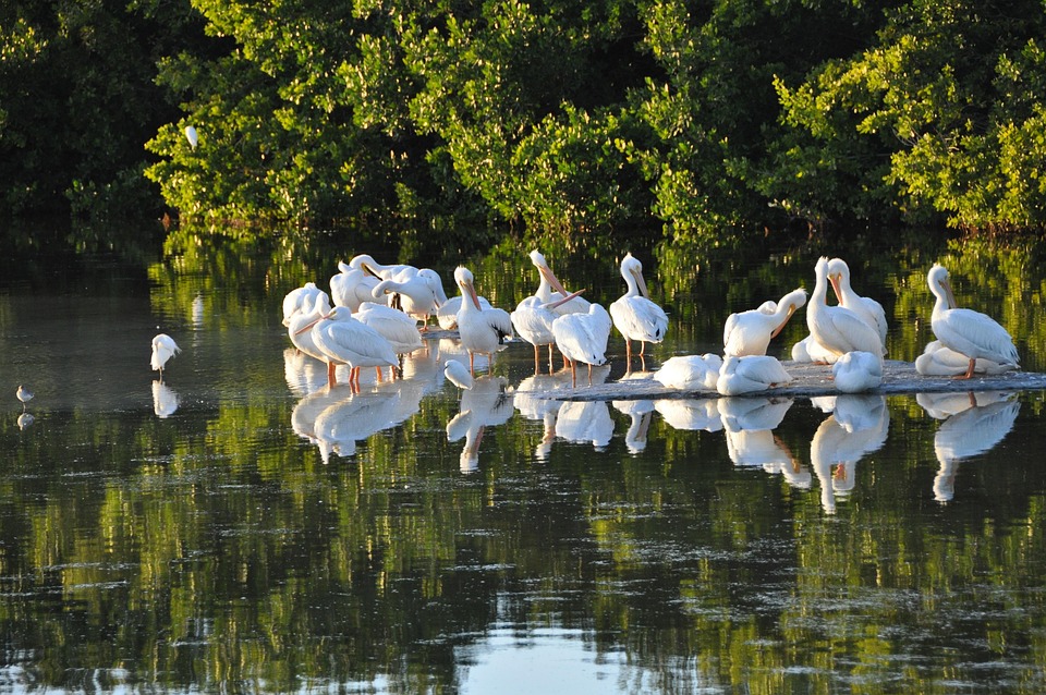 Free photos of Sanibel island