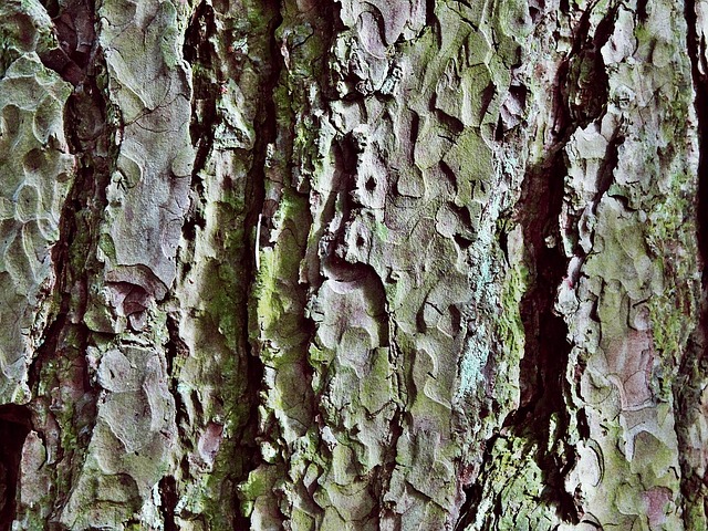 Tree Baks Tree Bark Trunk - Free photo on Pixabay
