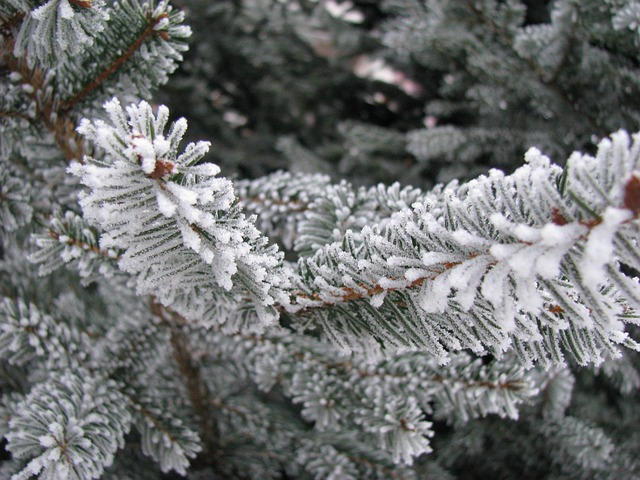 Free Winter Hoarfrost photo and picture