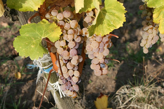 Free Grape Fruit photo and picture