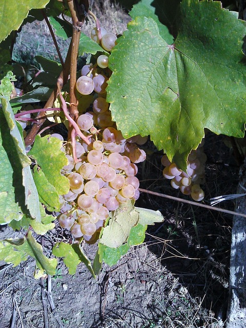 Free Grape Fruit photo and picture