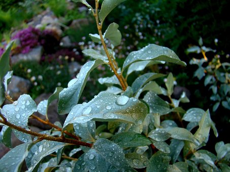 Pflanze, Blatt, Wassertropfen