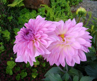 Blume, Dalia, Garten, Lila, Sommer