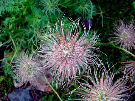 Blume, Blumensamen, Wassertropfen