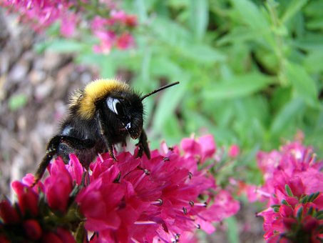 Hummel, Insekt, Blume, Sommer