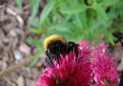 Hummel, Insekt, Blume, Sommer