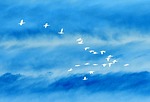 birds, in, flight