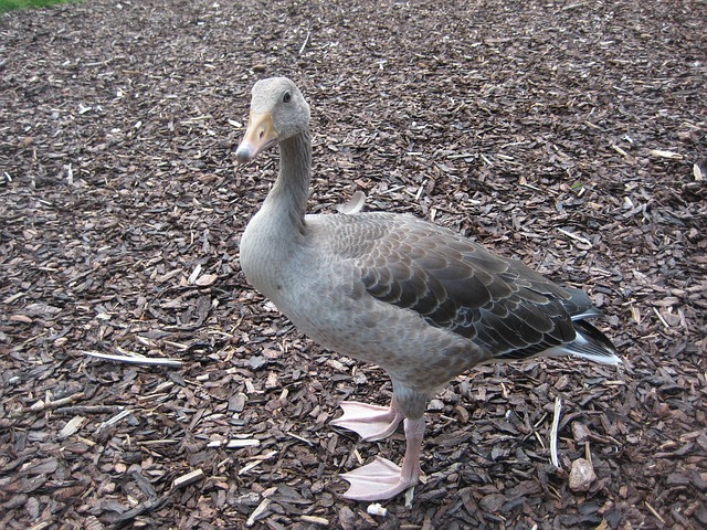 Free Goose Bird photo and picture