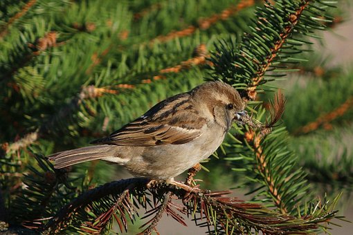 Sozinho, Animal