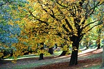 autumn, fall, nature