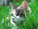 cat, garden, tortoiseshell