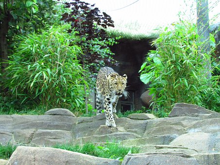 Free Leopard Zoo photo and picture