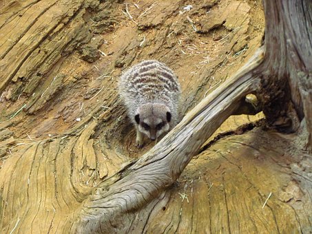 Free Meerkat Sand photo and picture
