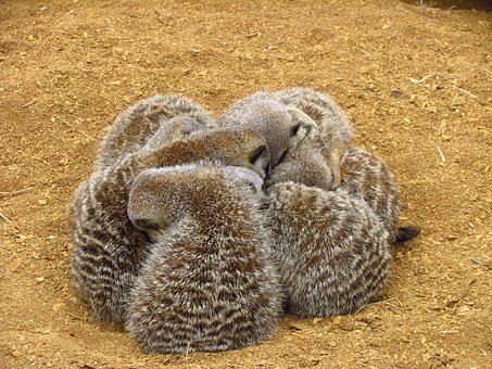 Free Meerkat Cuddle photo and picture