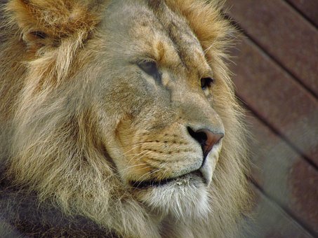 Free Lion Cat photo and picture