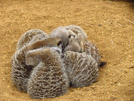 Free Meerkat Cuddle photo and picture