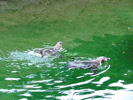 Free Penguin Zoo photo and picture