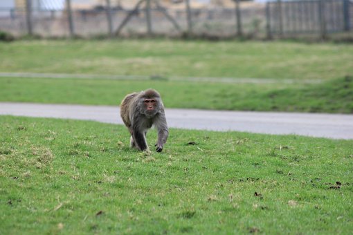 Macaco, Macaco Rhesus, Andar De Macaco
