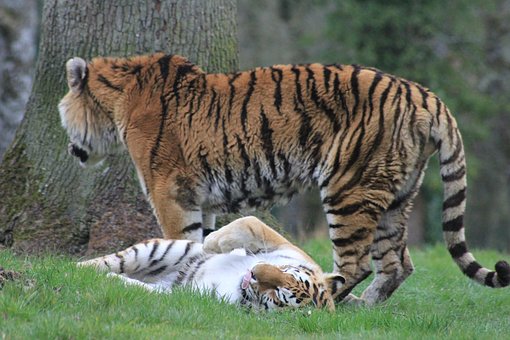 Tigres, Tigre, Animais, Jardim Zoológico