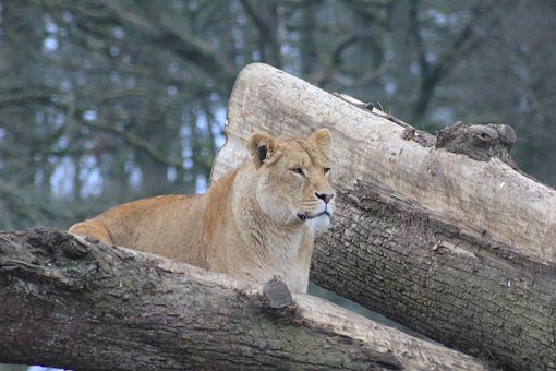 Leoa, Arvores, Animal, Jardim Zoológico