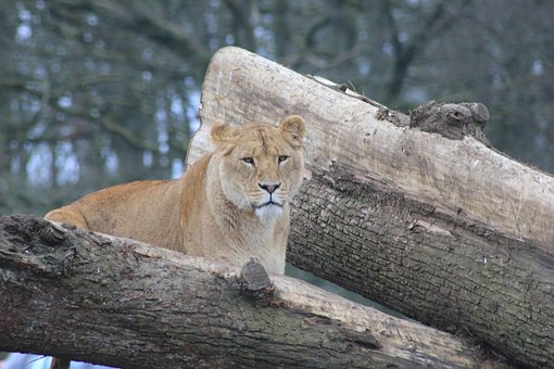 Leoa, Arvores, Animal, Natureza