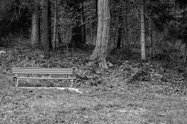 Free Bank Forest photo and picture