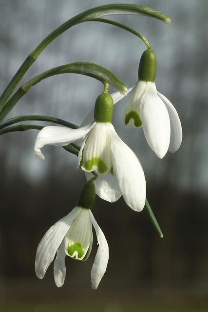 Free Snowdrop Blossom photo and picture