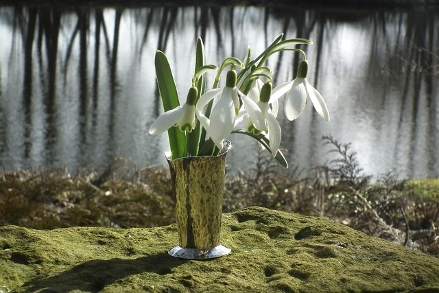Free Snowdrop White photo and picture