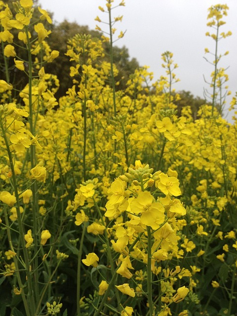 Free The Scenery Garden photo and picture