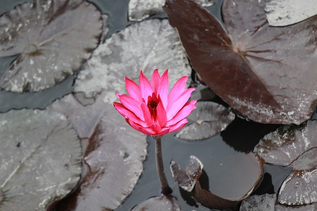 Blomst, Smukke Blomster, Blomst Tapet