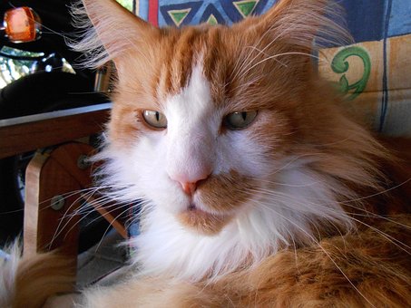 Free Cat Outdoors photo and picture