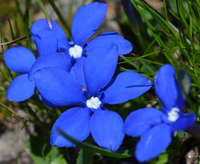 花 青 花びら - Pixabayの無料写真 - Pixabay