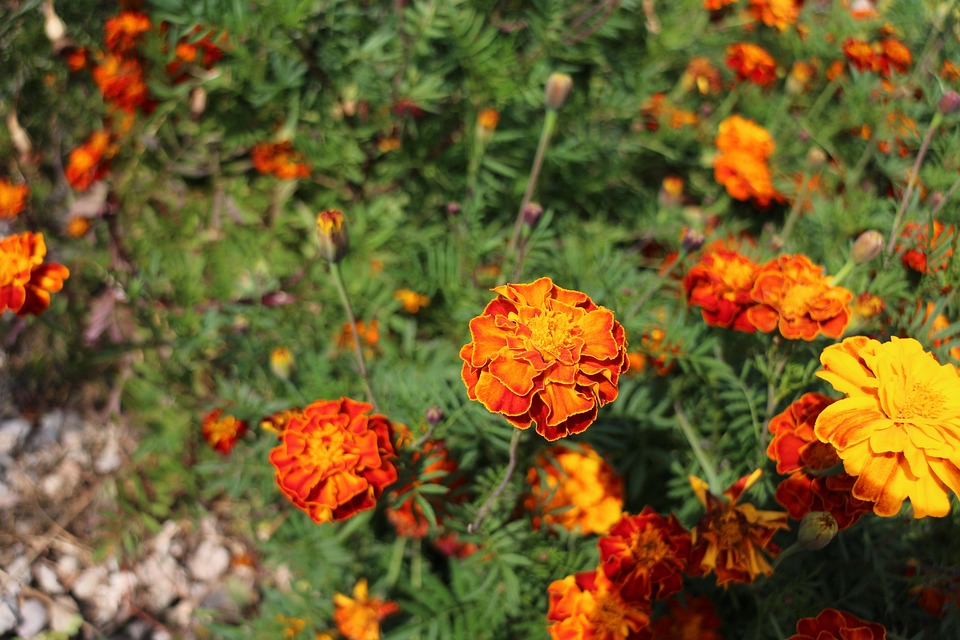 Høst blomster planter · gratis foto pÃ¥ pixabay Høstblomster