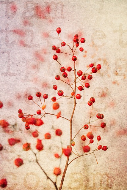 Free Red Berries Red photo and picture