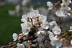 cherry flowers, spring flowers, april