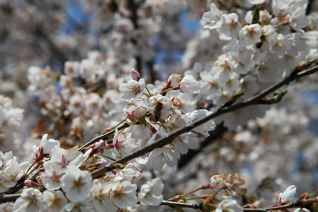 Free Cherry Flowers Spring Flowers photo and picture