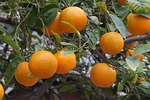 mallorca, fruit, oranges