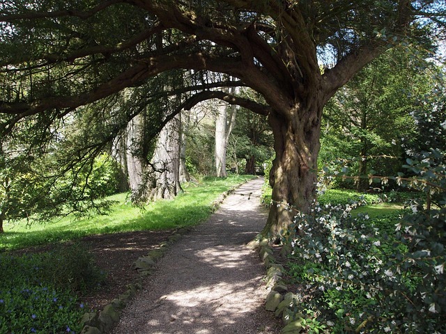 Free Woodland Path photo and picture