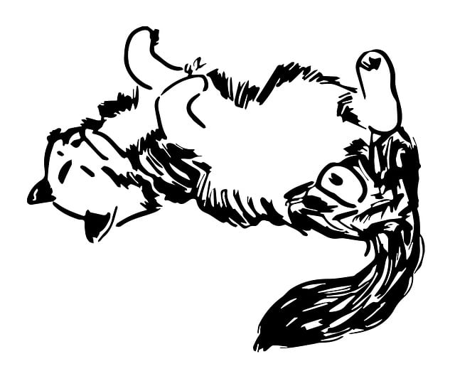 Free cat animal nature illustration