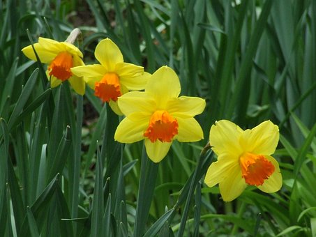 Free Daffodils Amaryllidaceae photo and picture