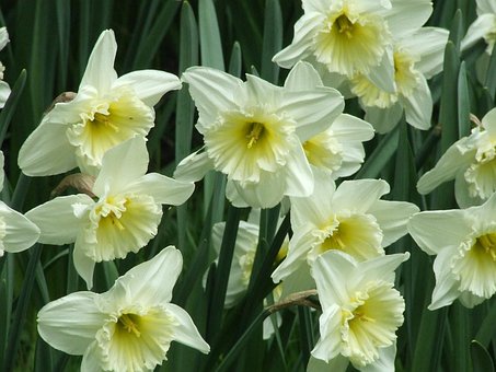 Free Daffodil Narcissus photo and picture