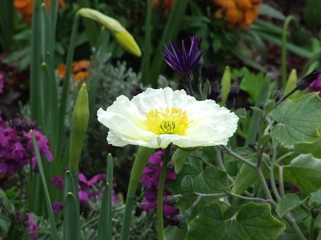 Free Iceland Poppy White Flower photo and picture