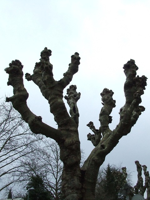 Free Sycamore Wintry Plane Tree photo and picture
